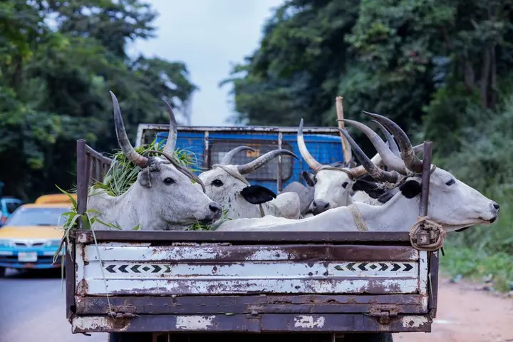 cattle truck interior