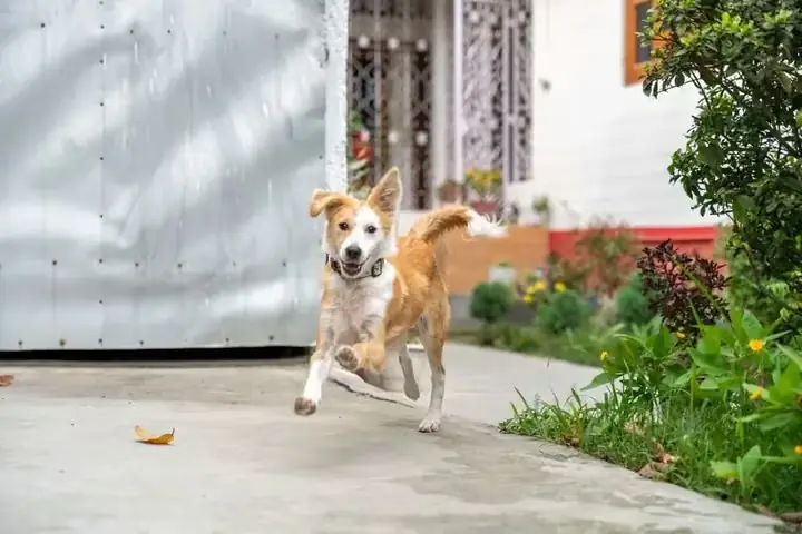 dog running off leash in private yard