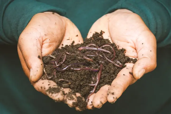 vermicompost production