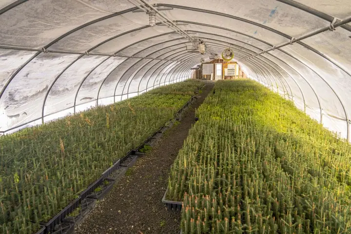 seedlings for sale greenhouse