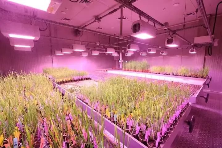 LED grow lights vertical racks microgreens