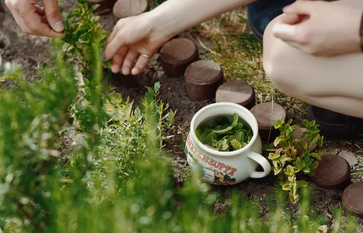 fresh herbs harvest